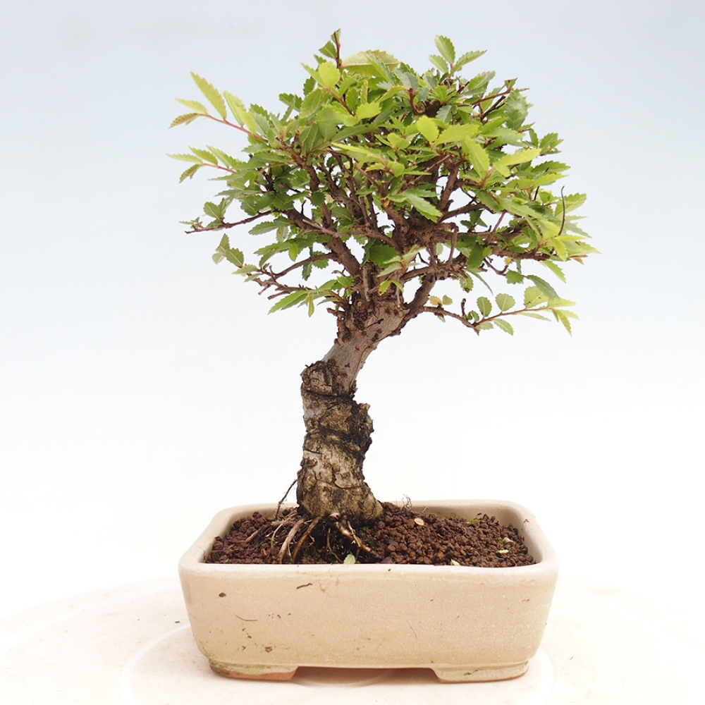Bonsaï d'extérieur - Zelkova - Zelkova NIRE