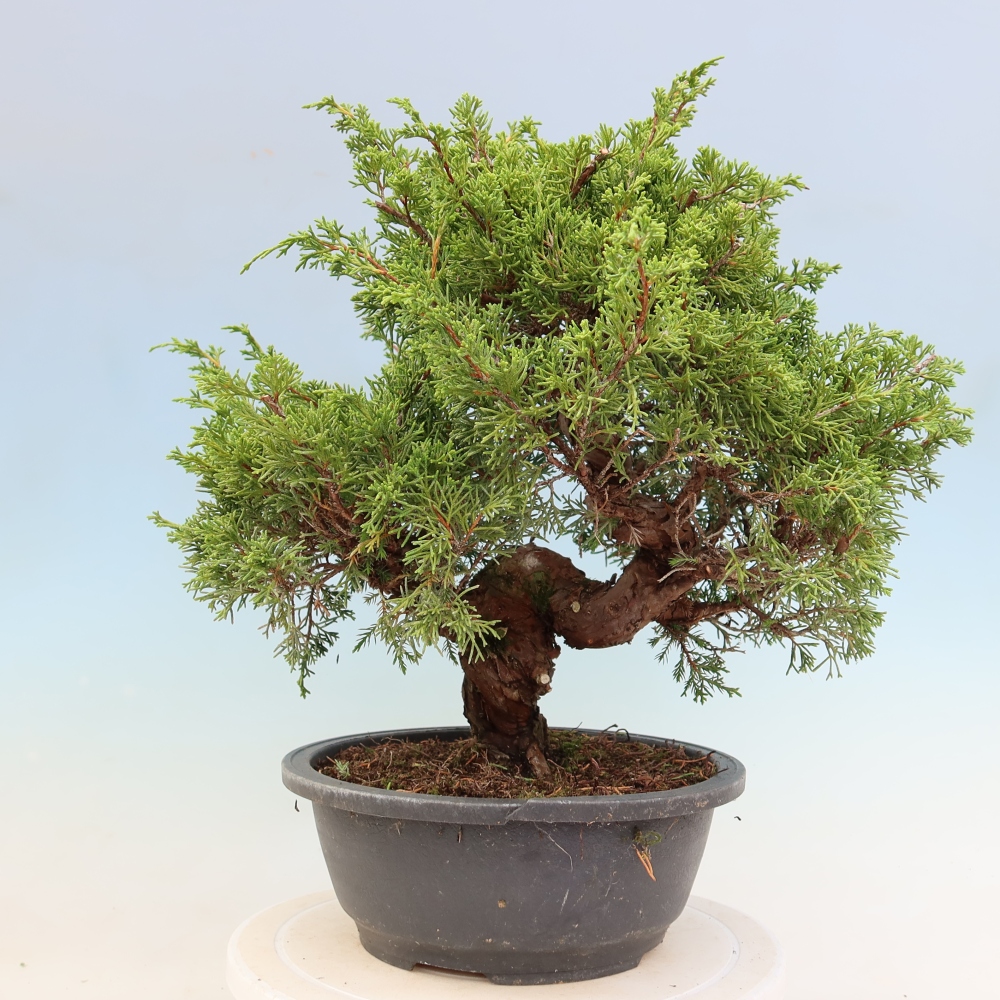 Bonsaï d'extérieur - Juniperus chinensis Itoigawa-Juniperus chinensis
