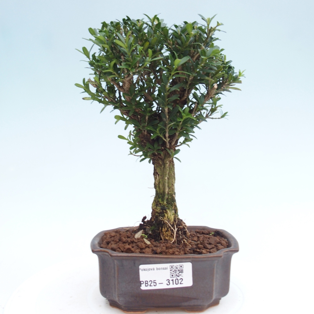 Bonsaï de chambre - Buxus harlandii - buxus liège