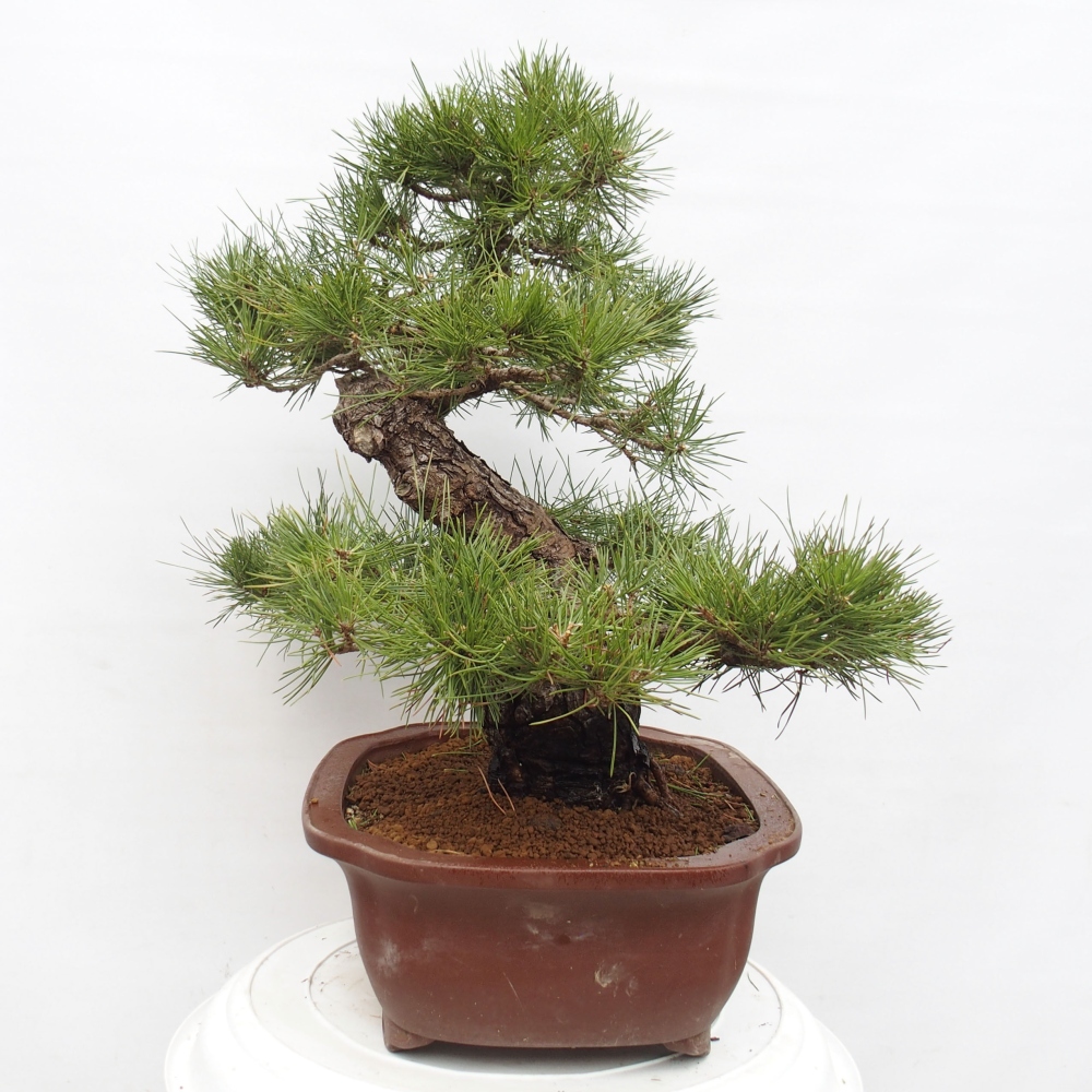Bonsaï d'extérieur - Pinus thunbergii - Pin de Thunberg