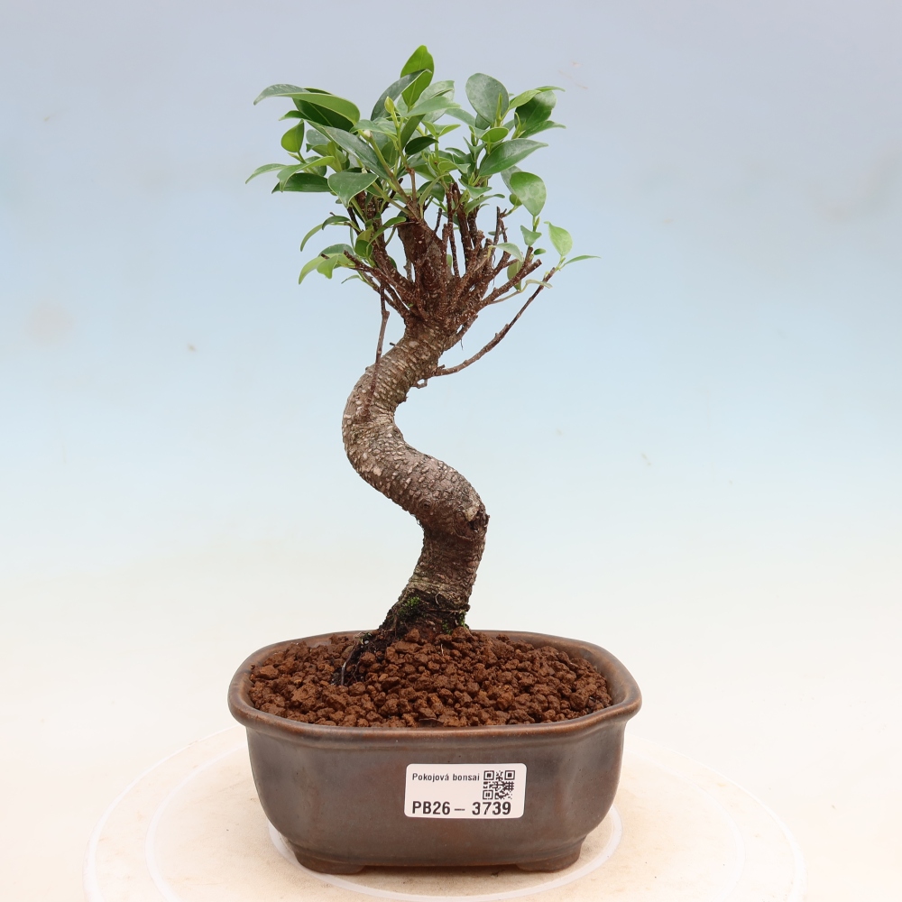 Salle bonsaï - Ficus kimmen - ficus à petites feuilles