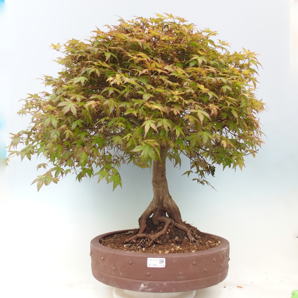 Érable de Norvège - Acer palmatum Beni Tsukasa