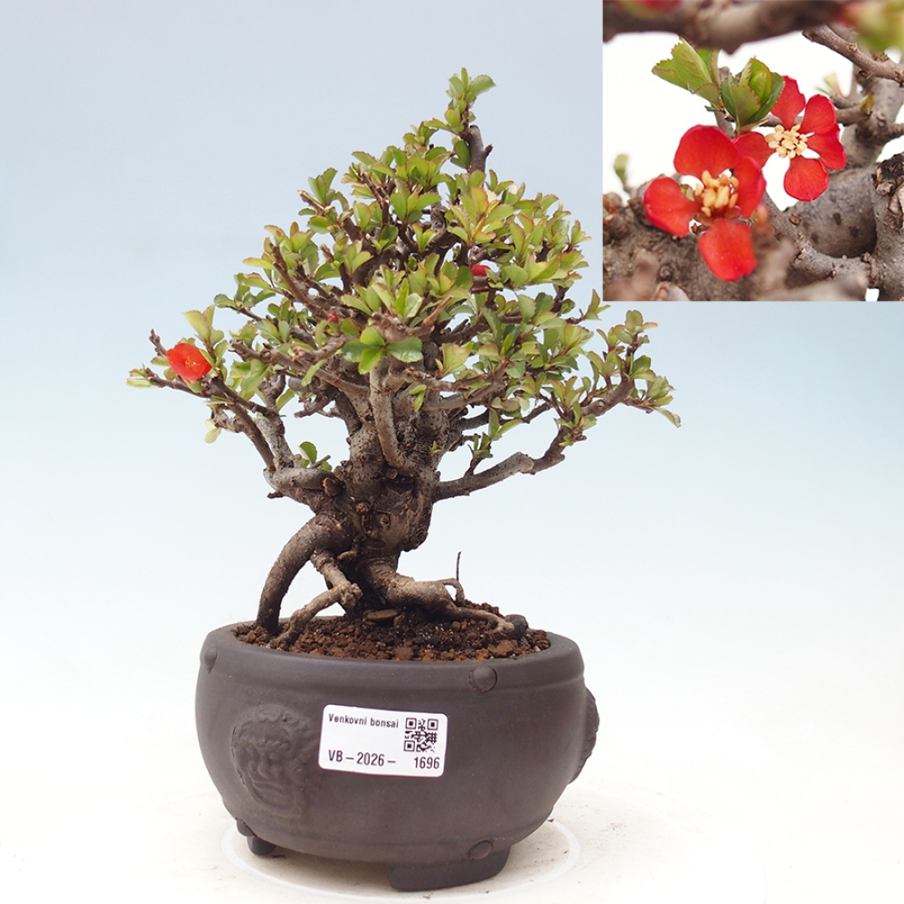 Bonsaï d'extérieur - Chaneomeles speciosa - Coing