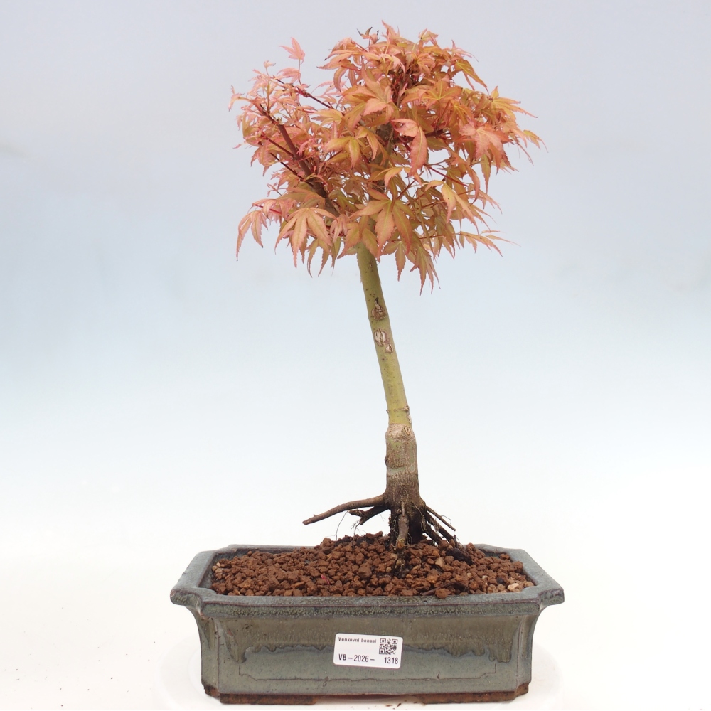 Érable de Norvège - Acer palmatum Beni Tsukasa
