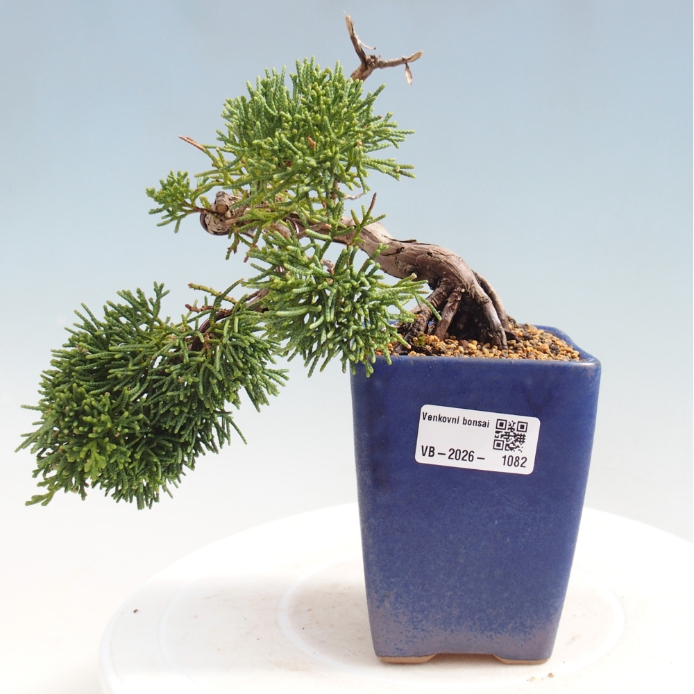 Bonsaï d'extérieur - Juniperus chinensis Kishu