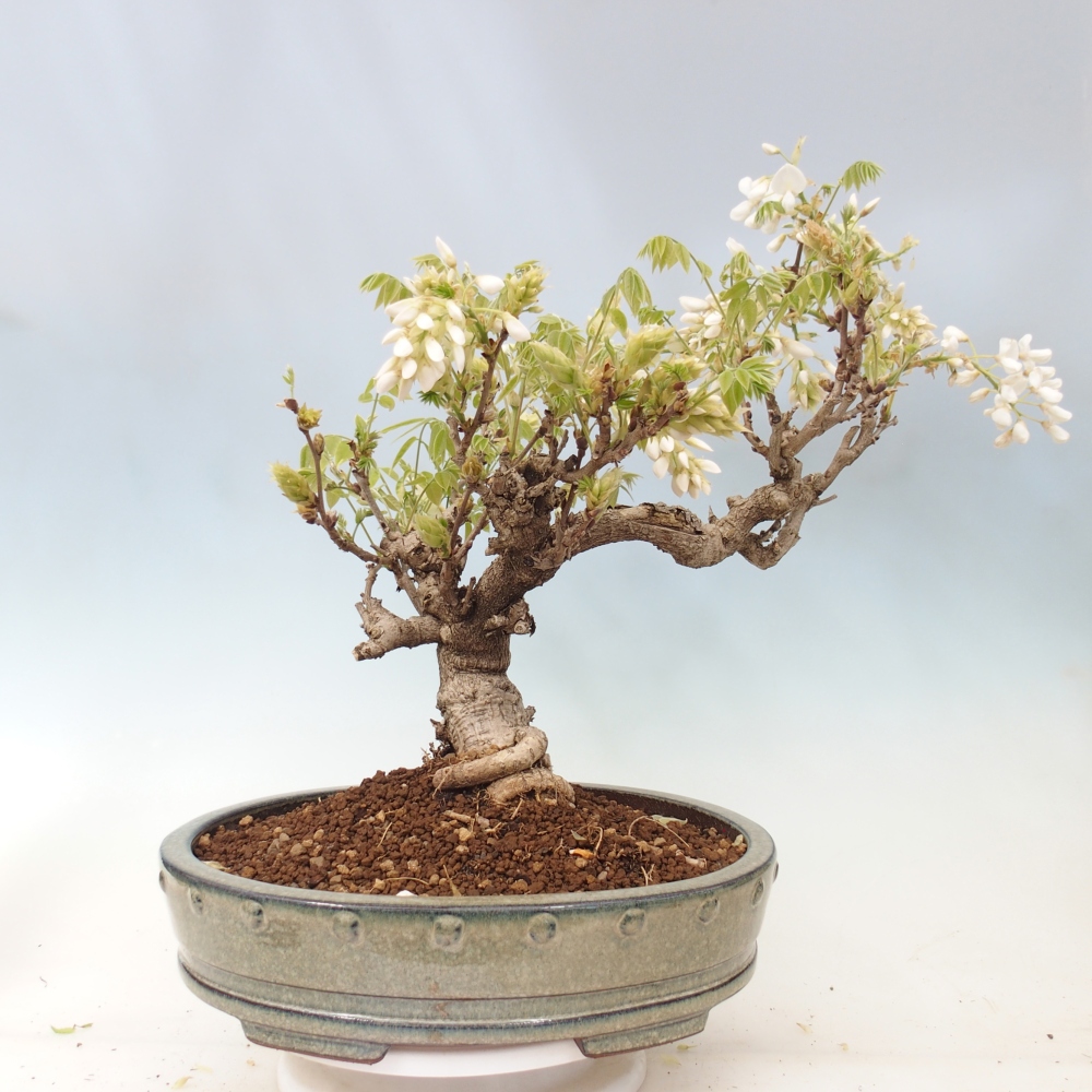 Bonsaï d'extérieur - Vistaria - Wisteria