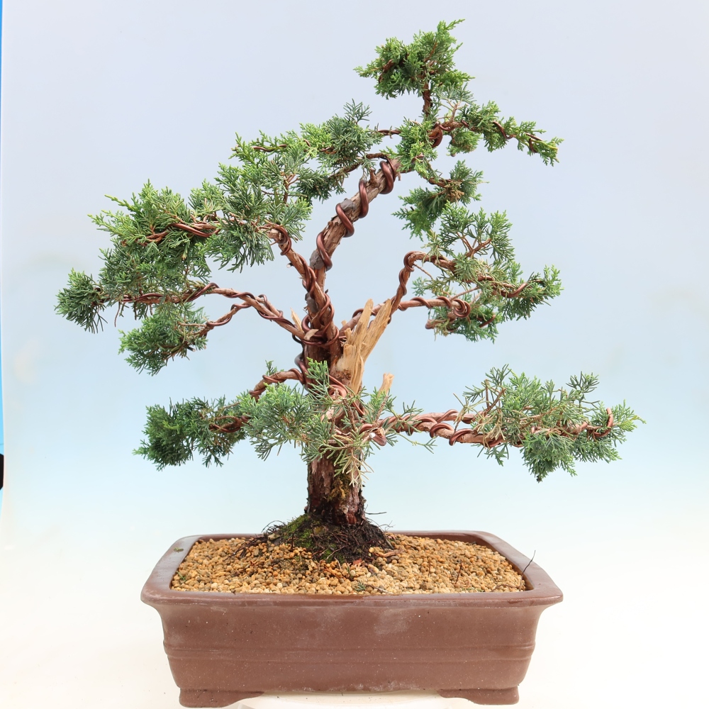 Bonsaï d'extérieur - Juniperus chinensis Kishu