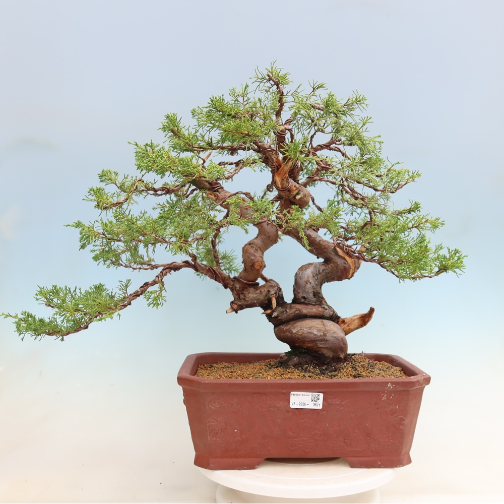 Bonsaï d'extérieur - Juniperus chinensis Itoigawa-Juniperus chinensis