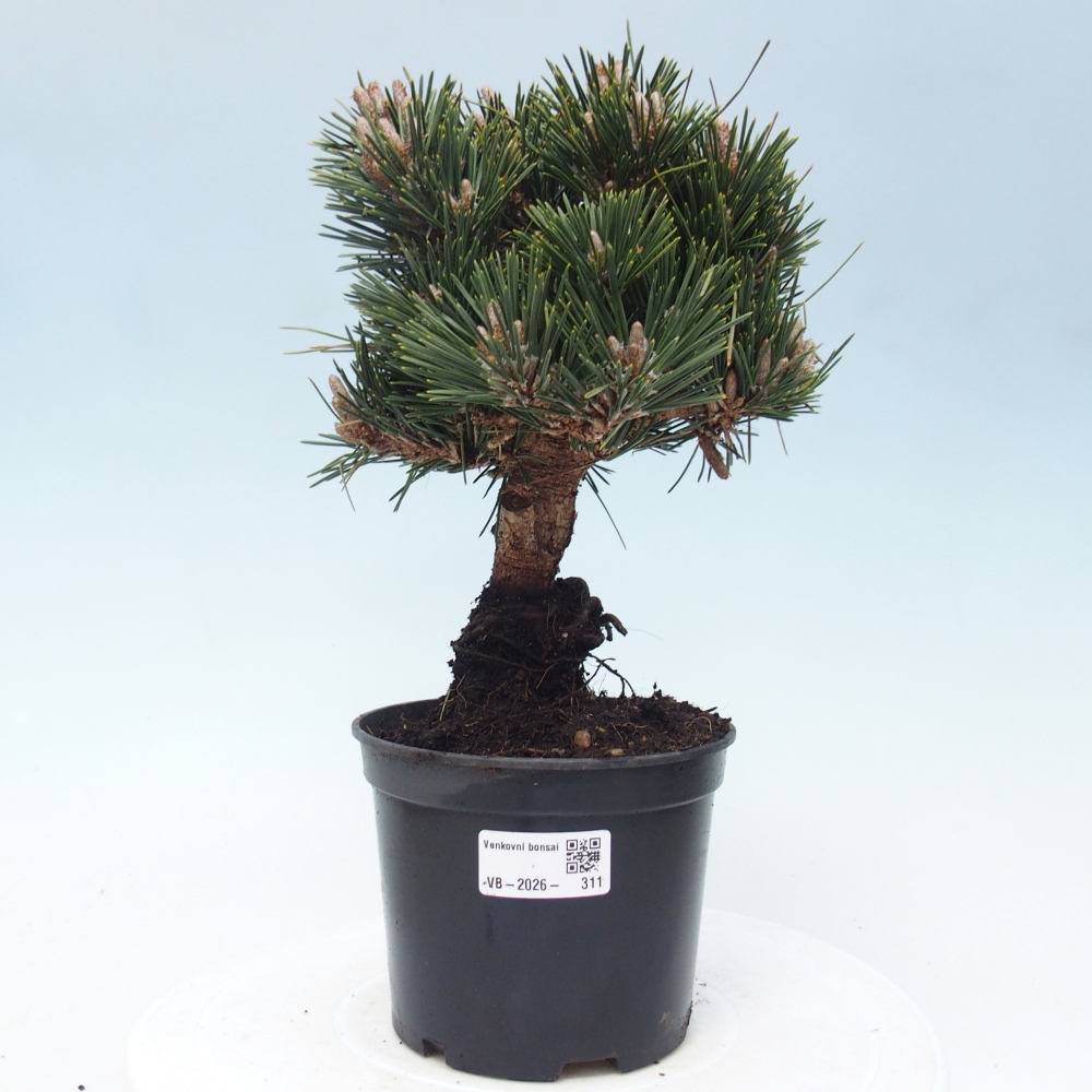 Bonsaï d'extérieur - Pinus thunbergii senjyumaru - Pin de Thunberg