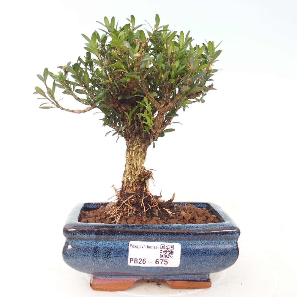 Bonsaï de chambre - Buxus harlandii - buxus liège