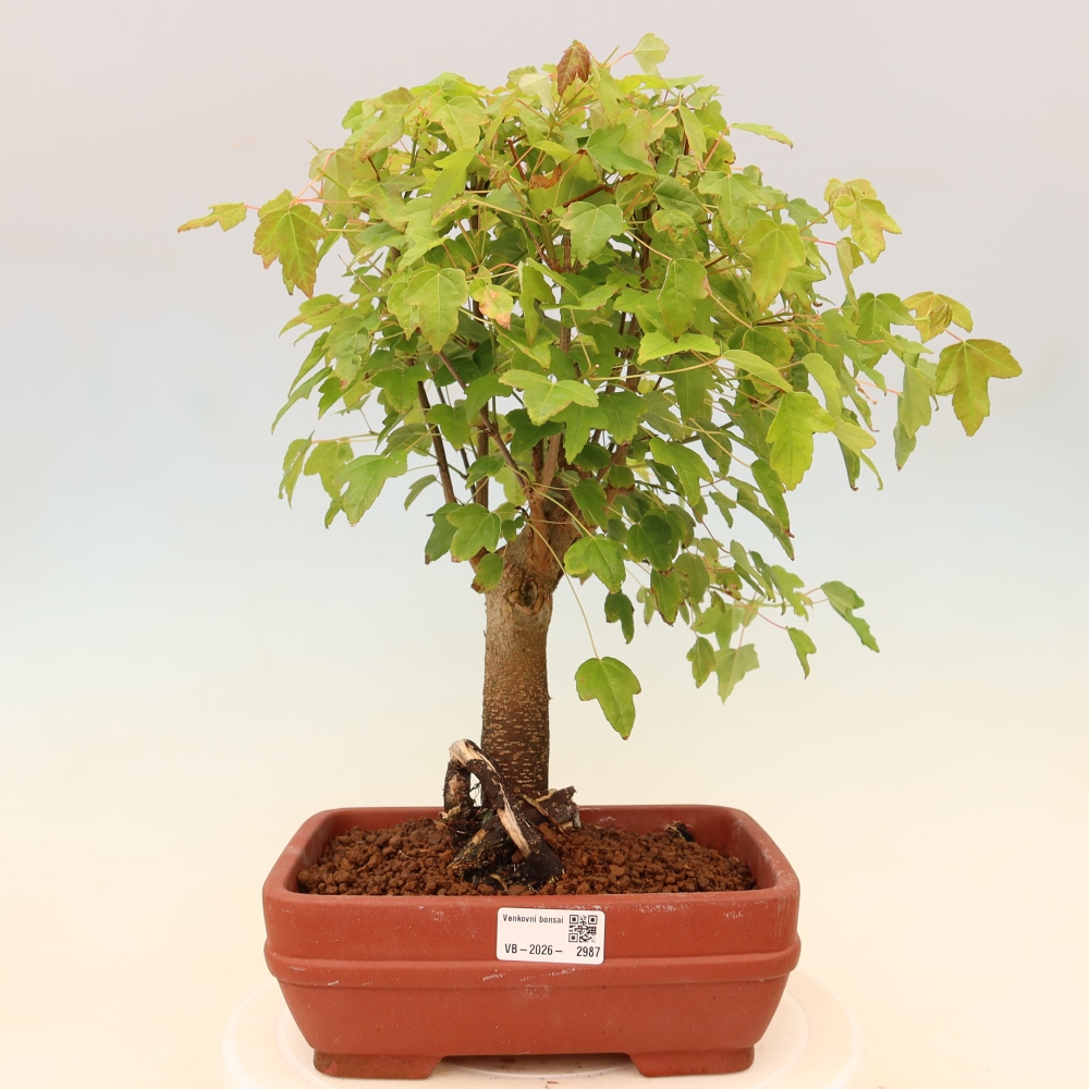 Bonsaï d'extérieur - Maple Burger - Acer Burgerianum