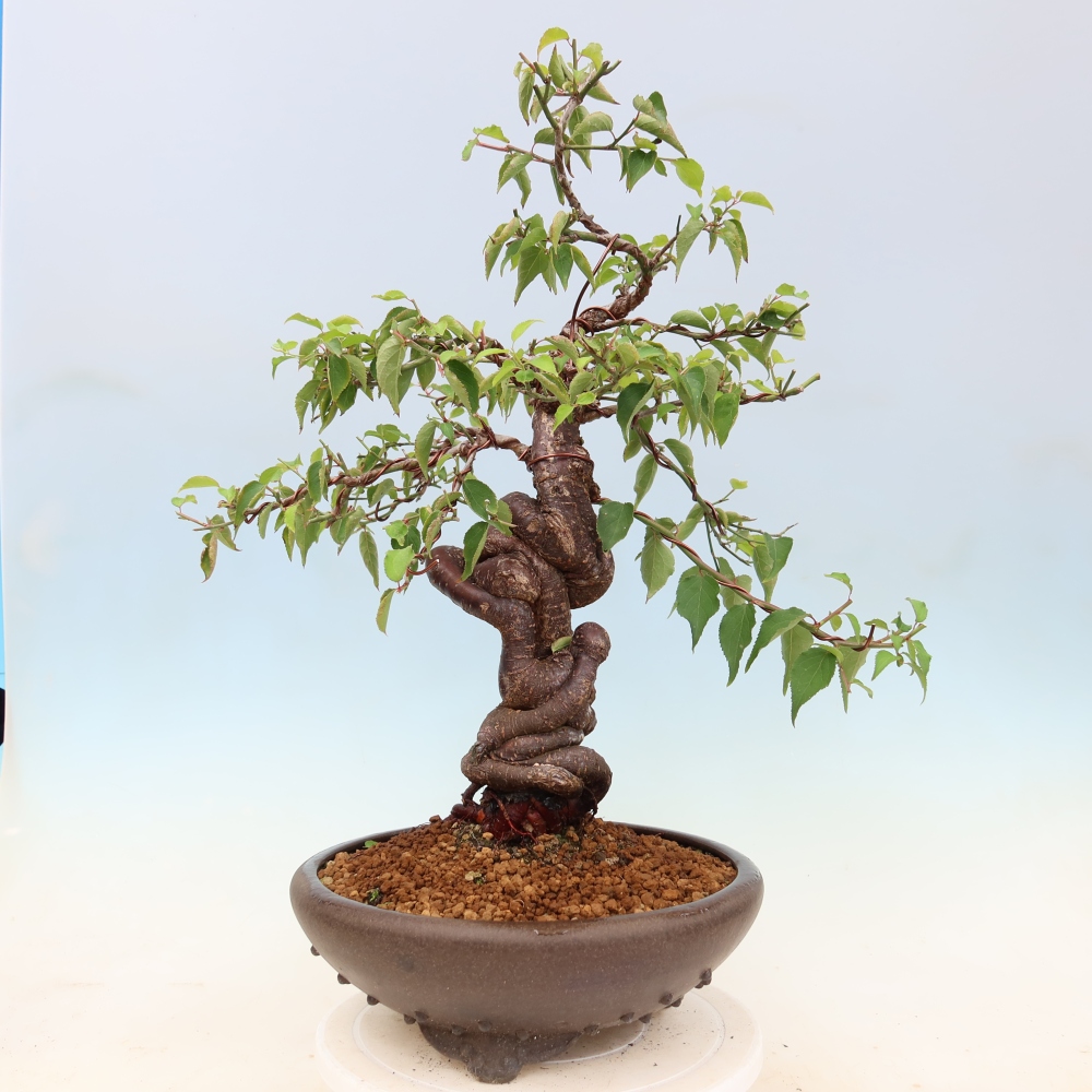 Bonsaï d'extérieur - Abricotier japonais - Prunus Mume