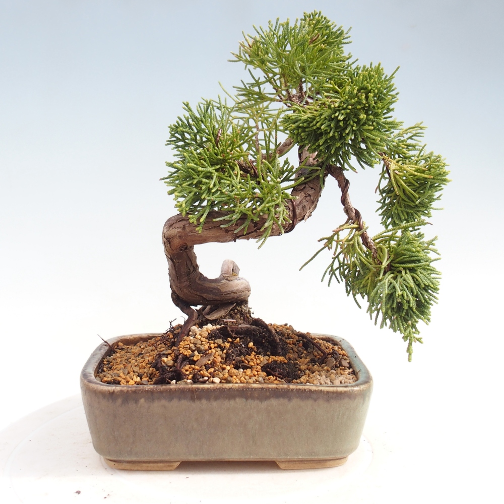 Bonsaï d'extérieur - Juniperus chinensis Kishu