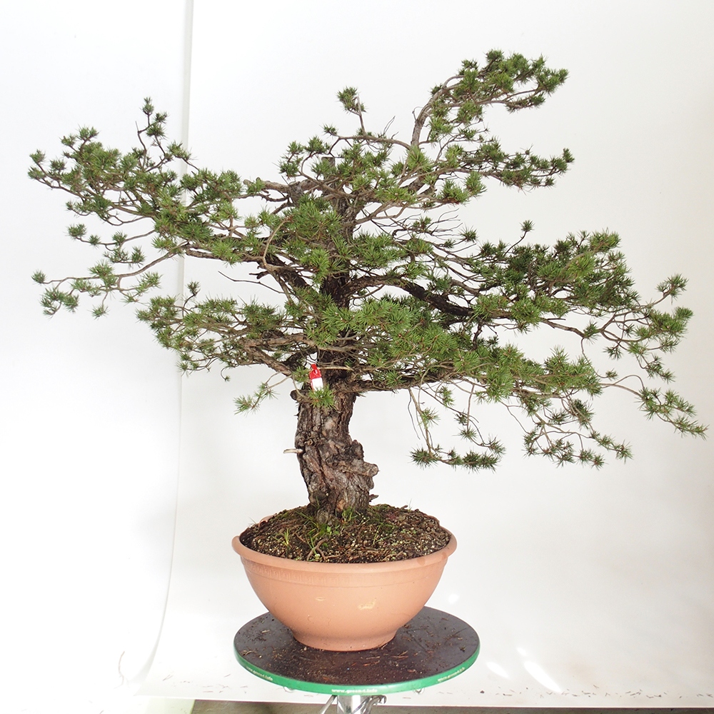 Yamadori - Pinus sylvestris Espagne