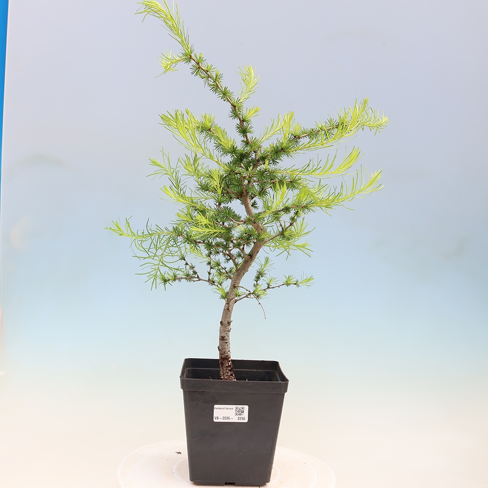 Bonsaï d'extérieur -Larix decidua - Mélèze