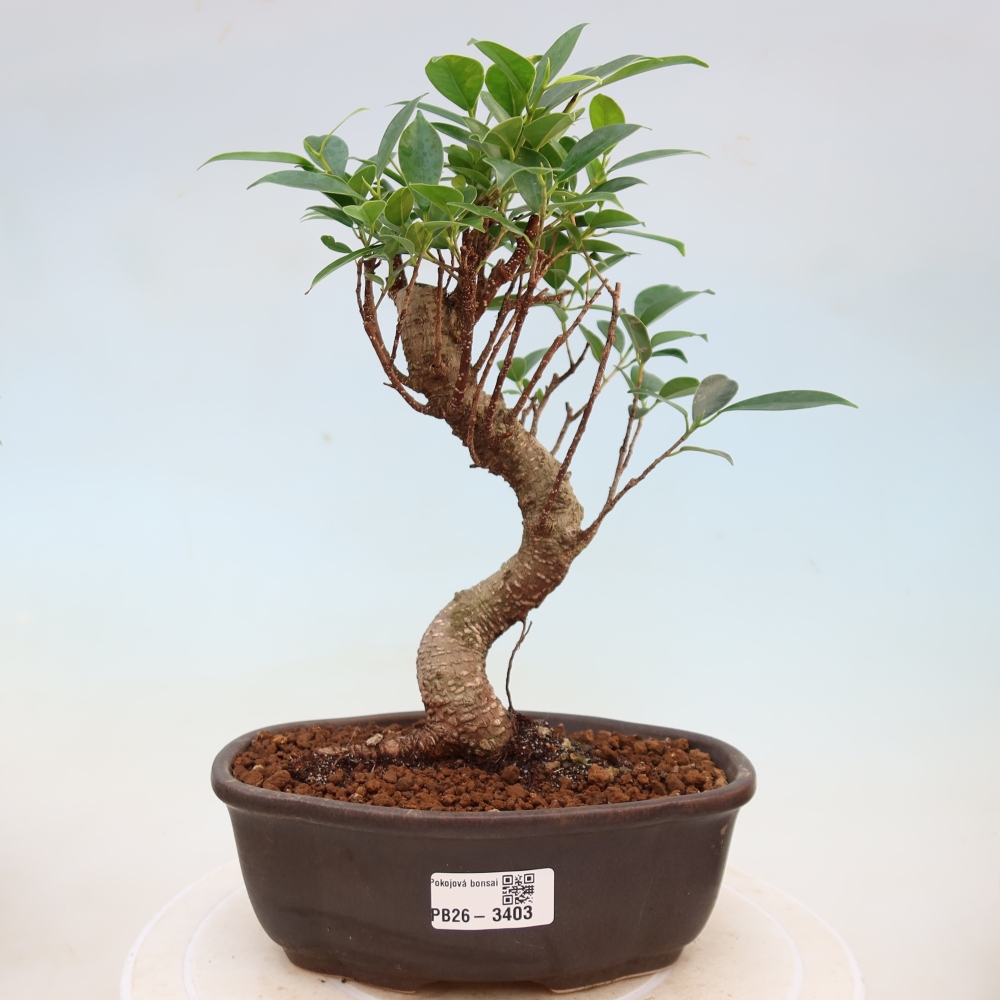 Salle bonsaï - Ficus kimmen - ficus à petites feuilles