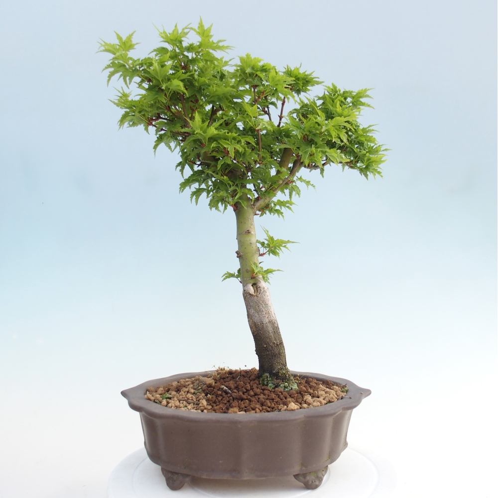 Bonsaï d'extérieur -Javor palm Acer palmatum Shishigashira