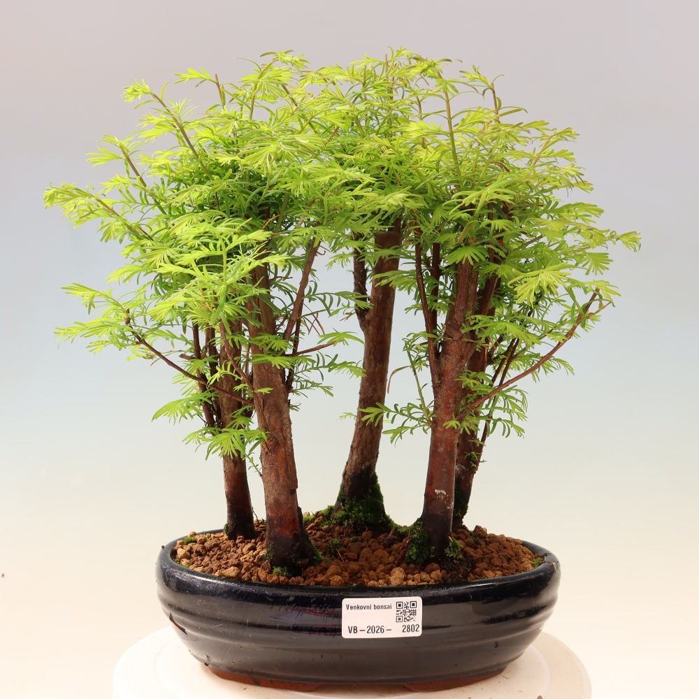 Bonsaï d'extérieur - Metasequoia glyptostroboides - Métaséquoia de Chine - petit bosquet
