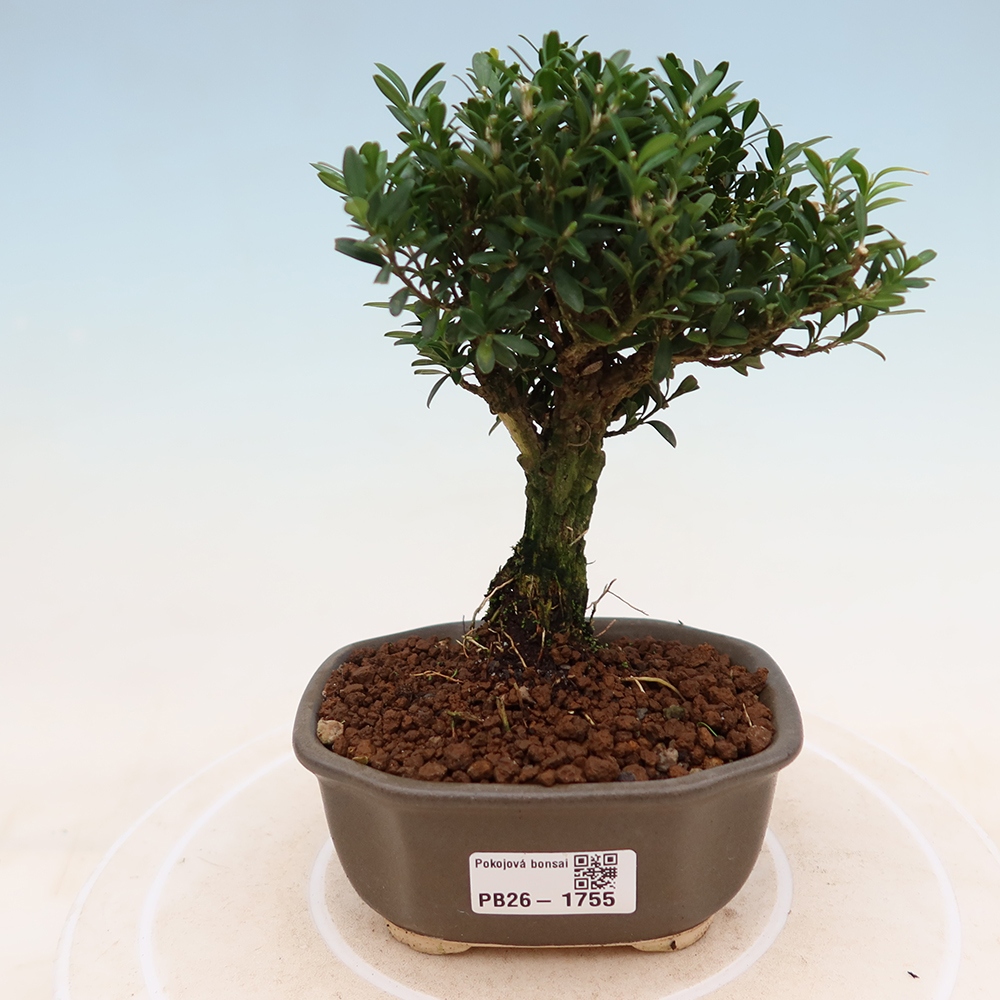 Bonsaï de chambre - Buxus harlandii - buxus liège