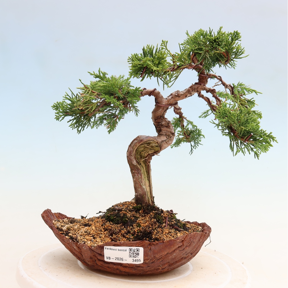 Bonsaï d'extérieur - Juniperus chinensis Itoigawa-Juniperus chinensis