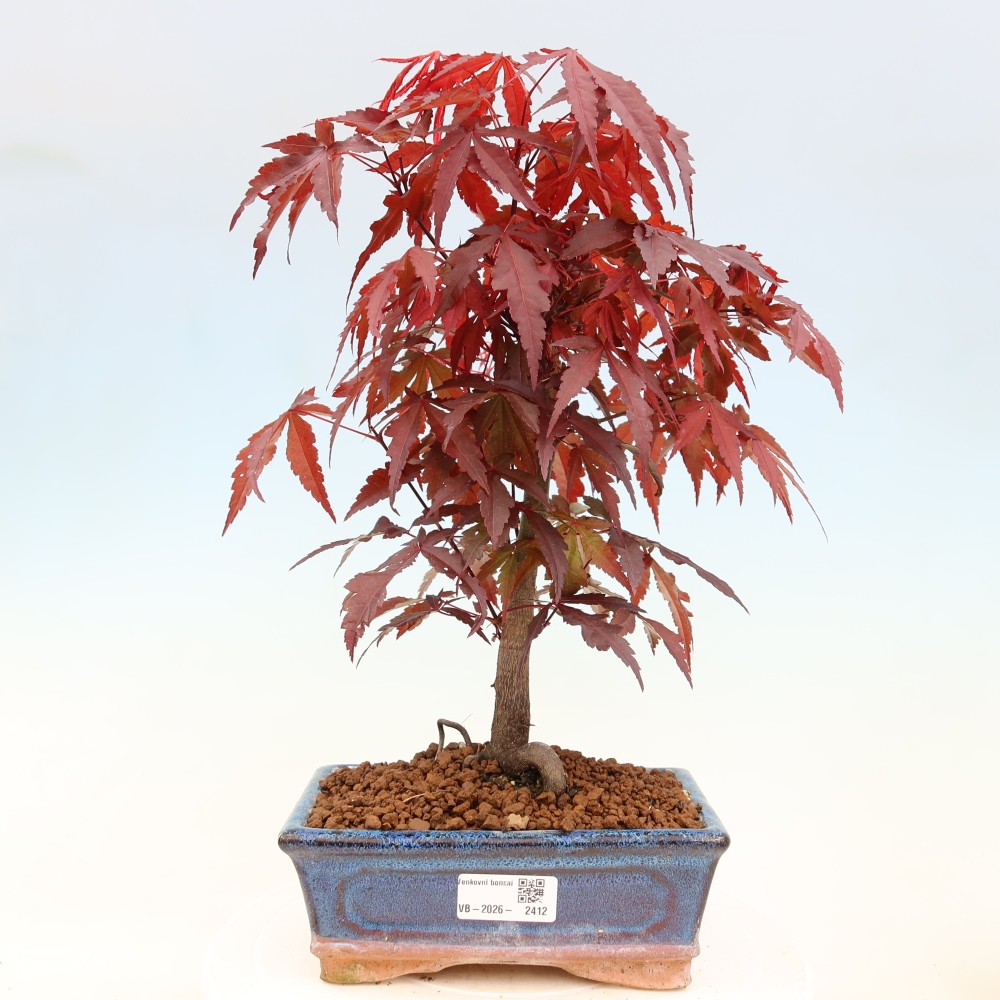 Bonsaï d'extérieur - Acer palm. Atropurpureum-Javor palmate