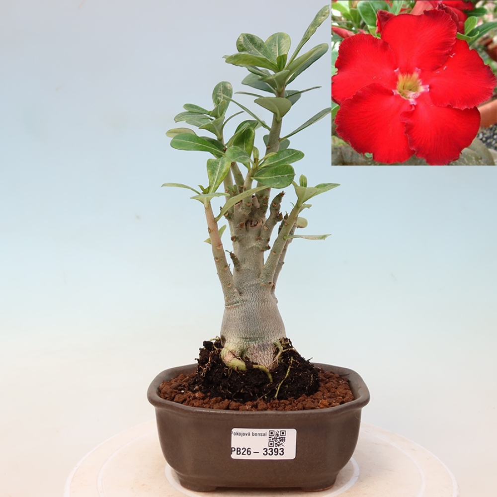 Bonsaï d'intérieur - Adenium obesum Red Star - Rose du désert