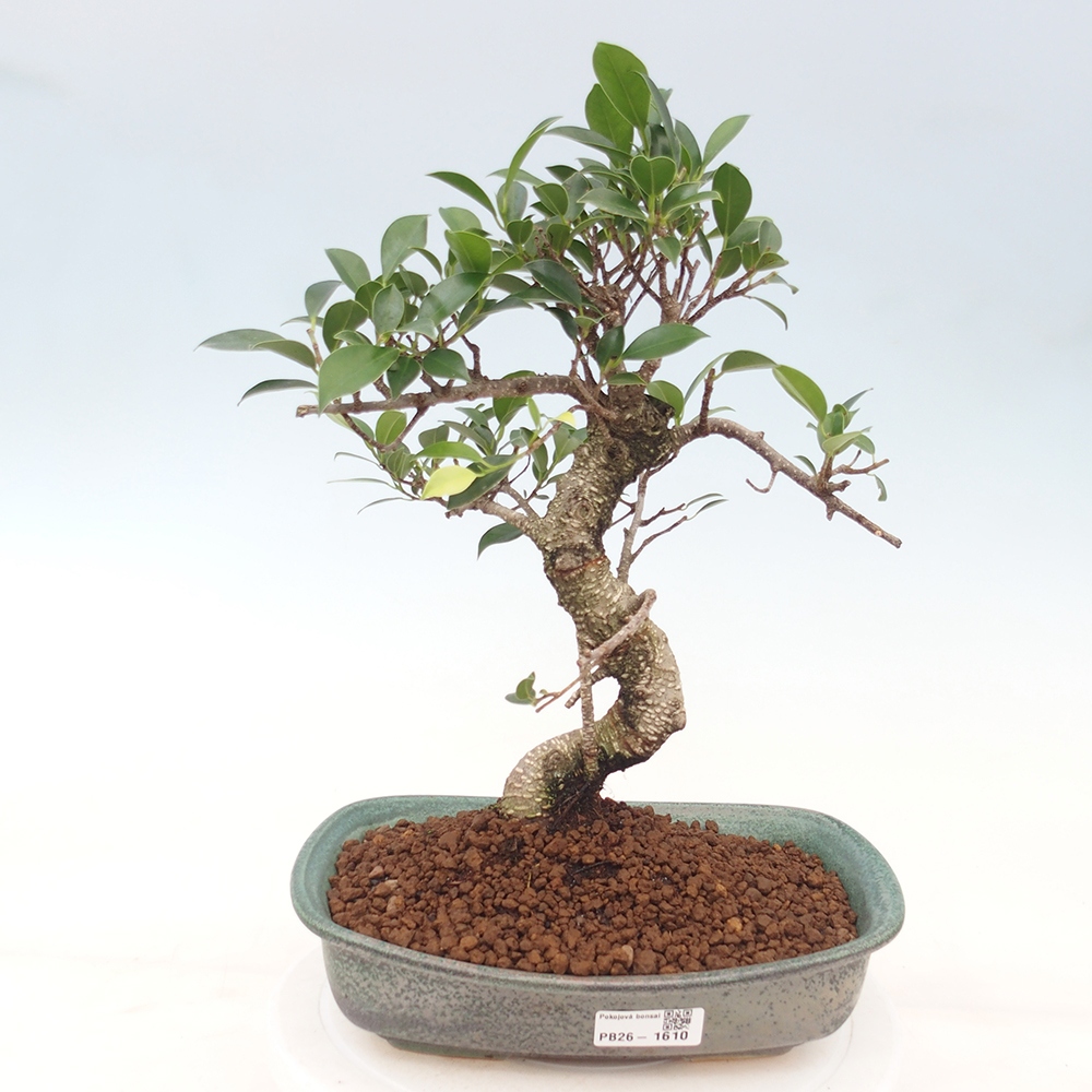 Salle bonsaï - Ficus kimmen - ficus à petites feuilles