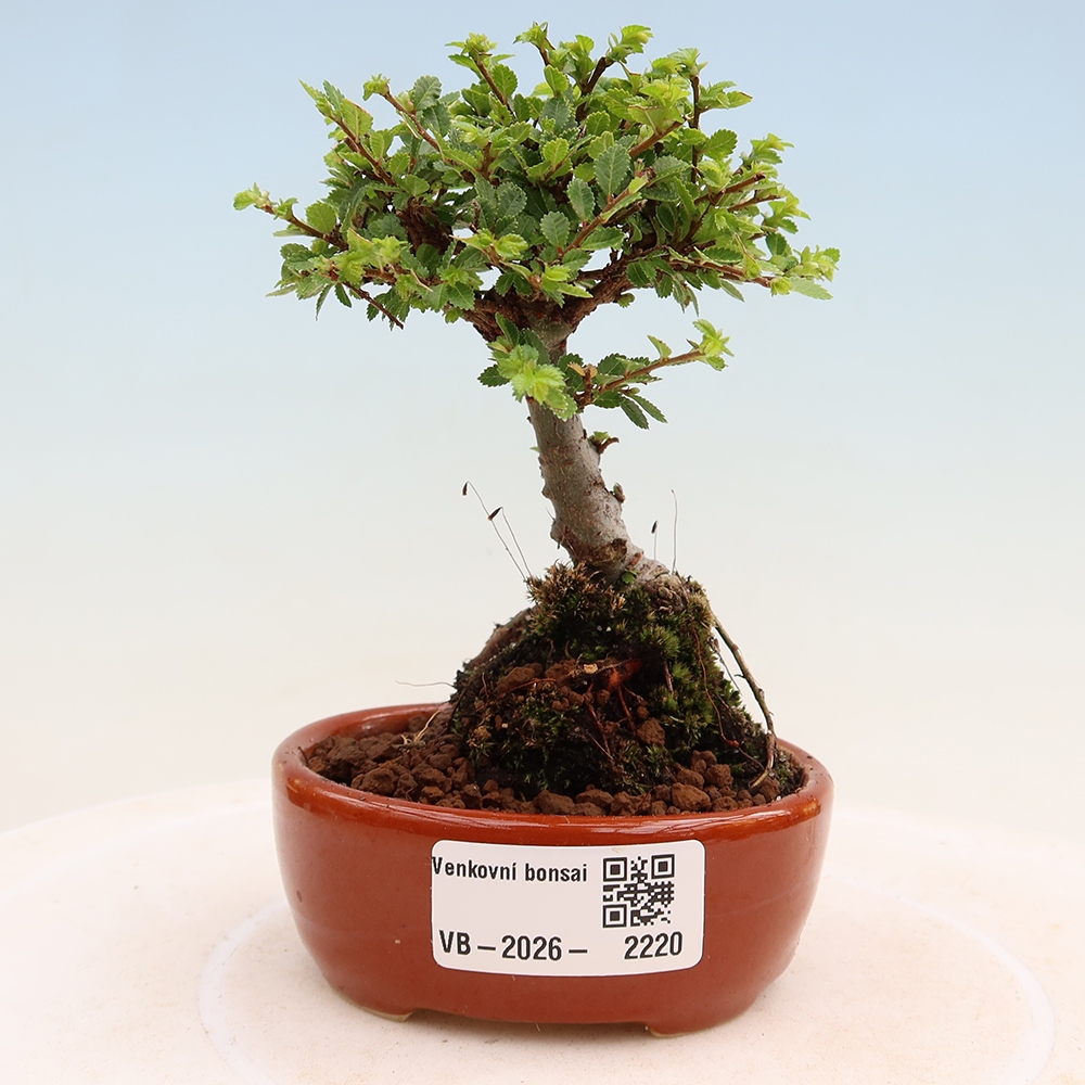 Bonsaï d'extérieur - Ulmus parvifolia Sagei - Orme à petites feuilles