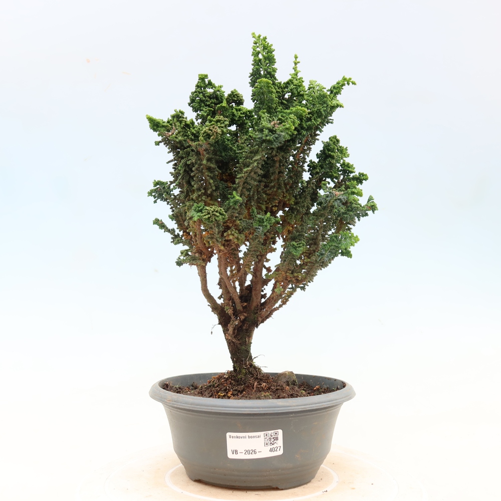 Bonsaï d'extérieur - Cham. obtusa SEKKA HINOKI - Cyprès