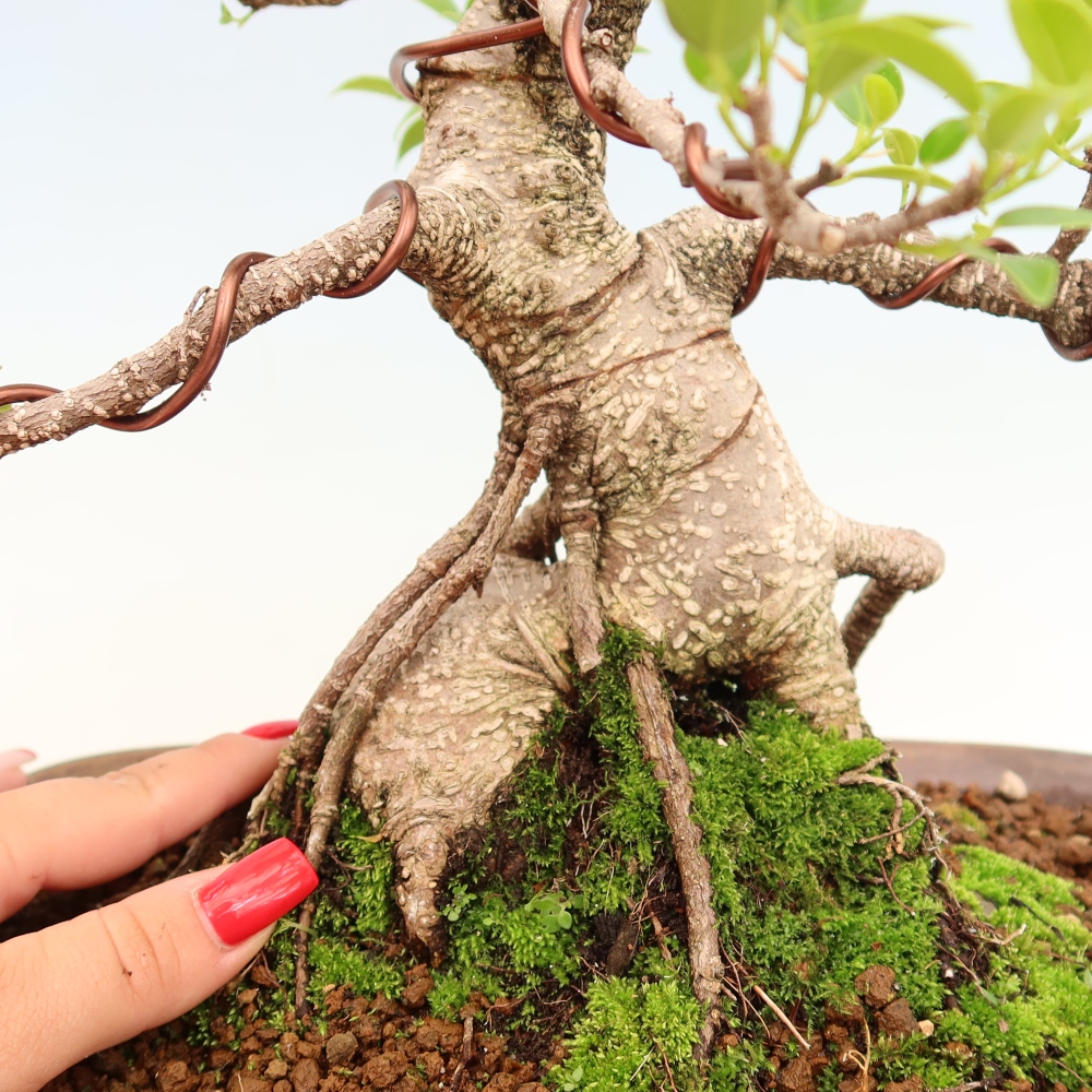 Salle bonsaï - Ficus kimmen - ficus à petites feuilles
