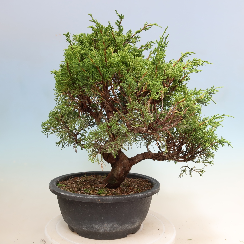 Bonsaï d'extérieur - Juniperus chinensis Itoigawa-Juniperus chinensis