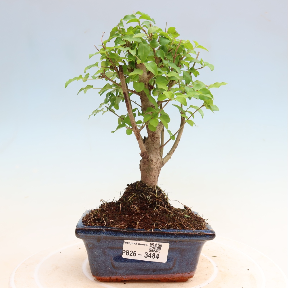 Bonsaï de chambre -Ligustrum chinensis - Bec d'oiseau
