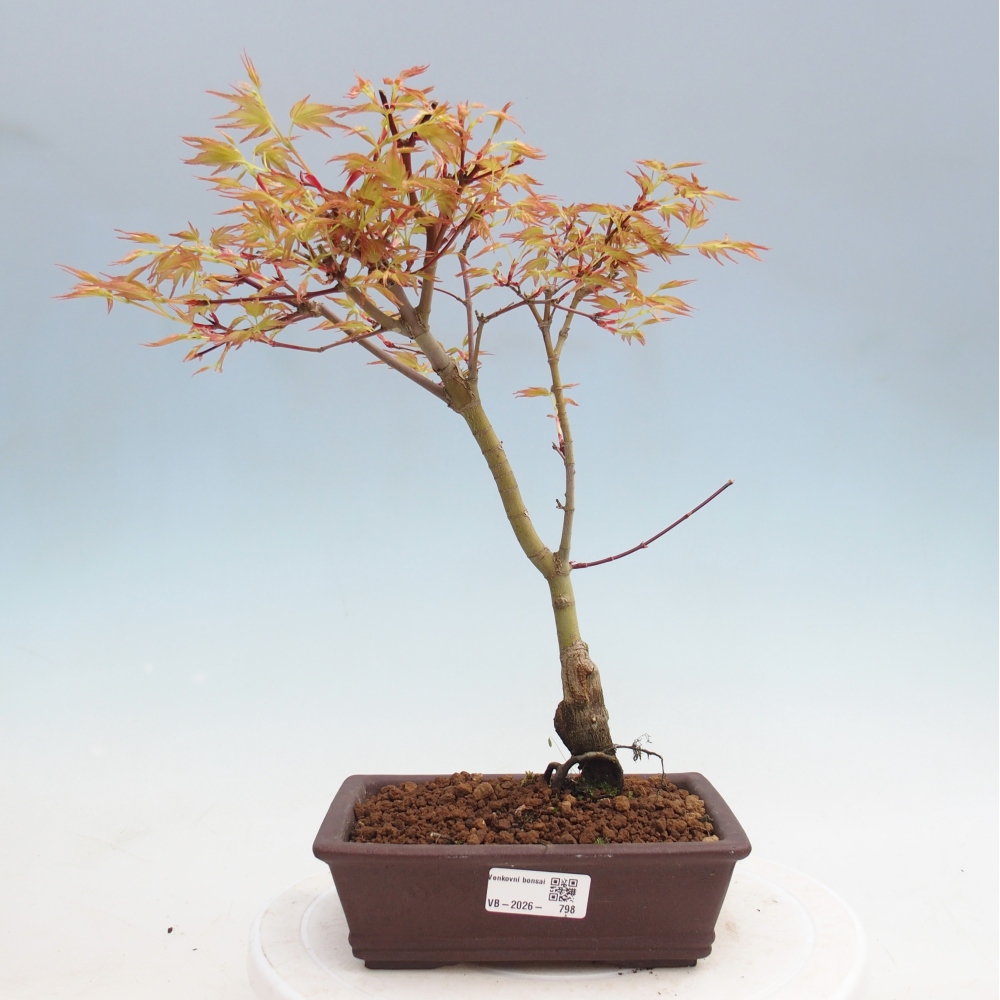 Érable de Norvège - Acer palmatum Beni Tsukasa