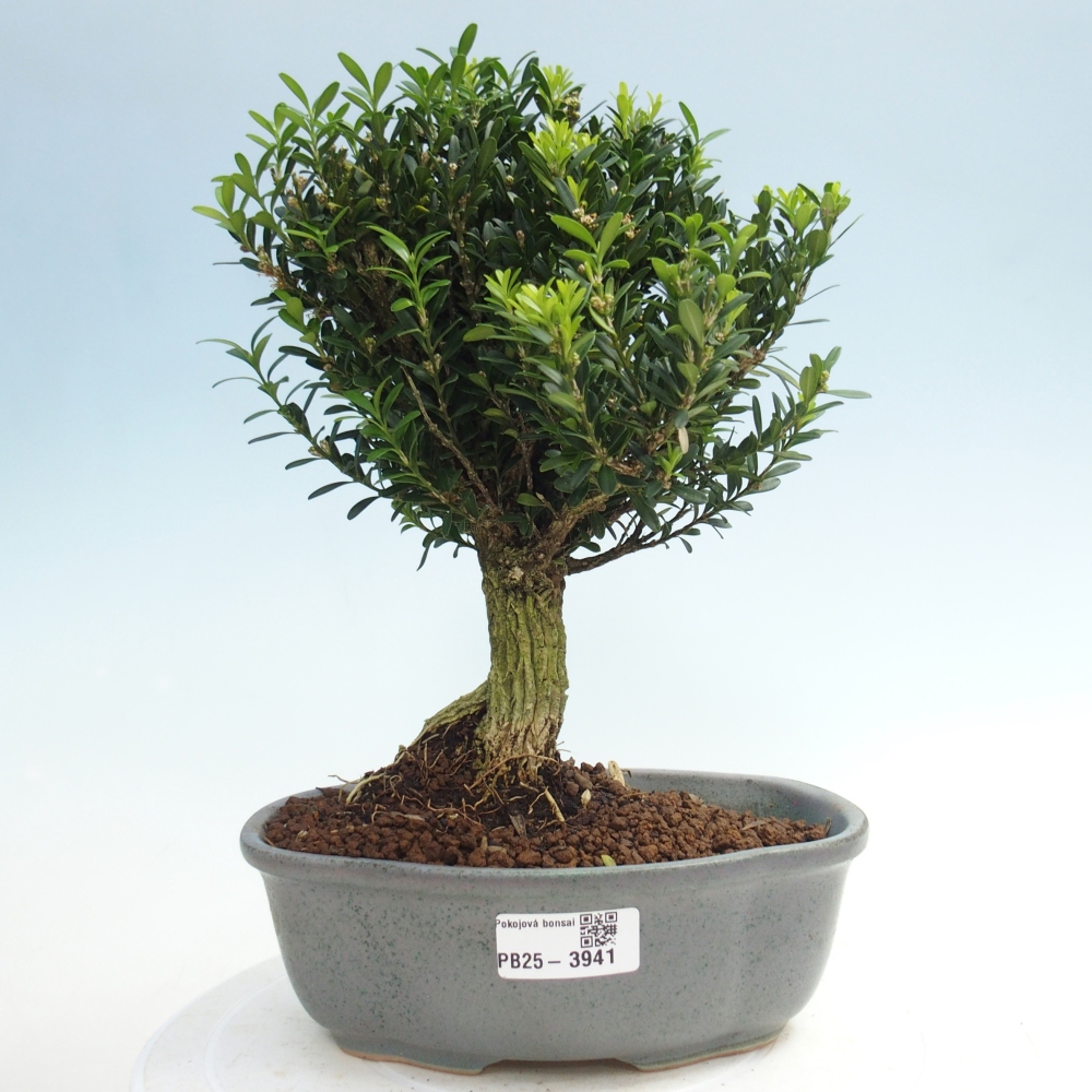 Bonsaï de chambre - Buxus harlandii - buxus liège