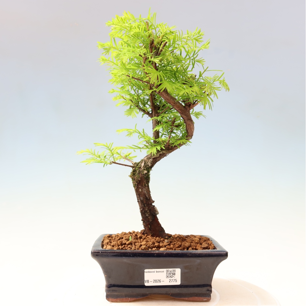 Bonsaï d'extérieur - Metasequoia glyptostroboides - Metasequoia chinois
