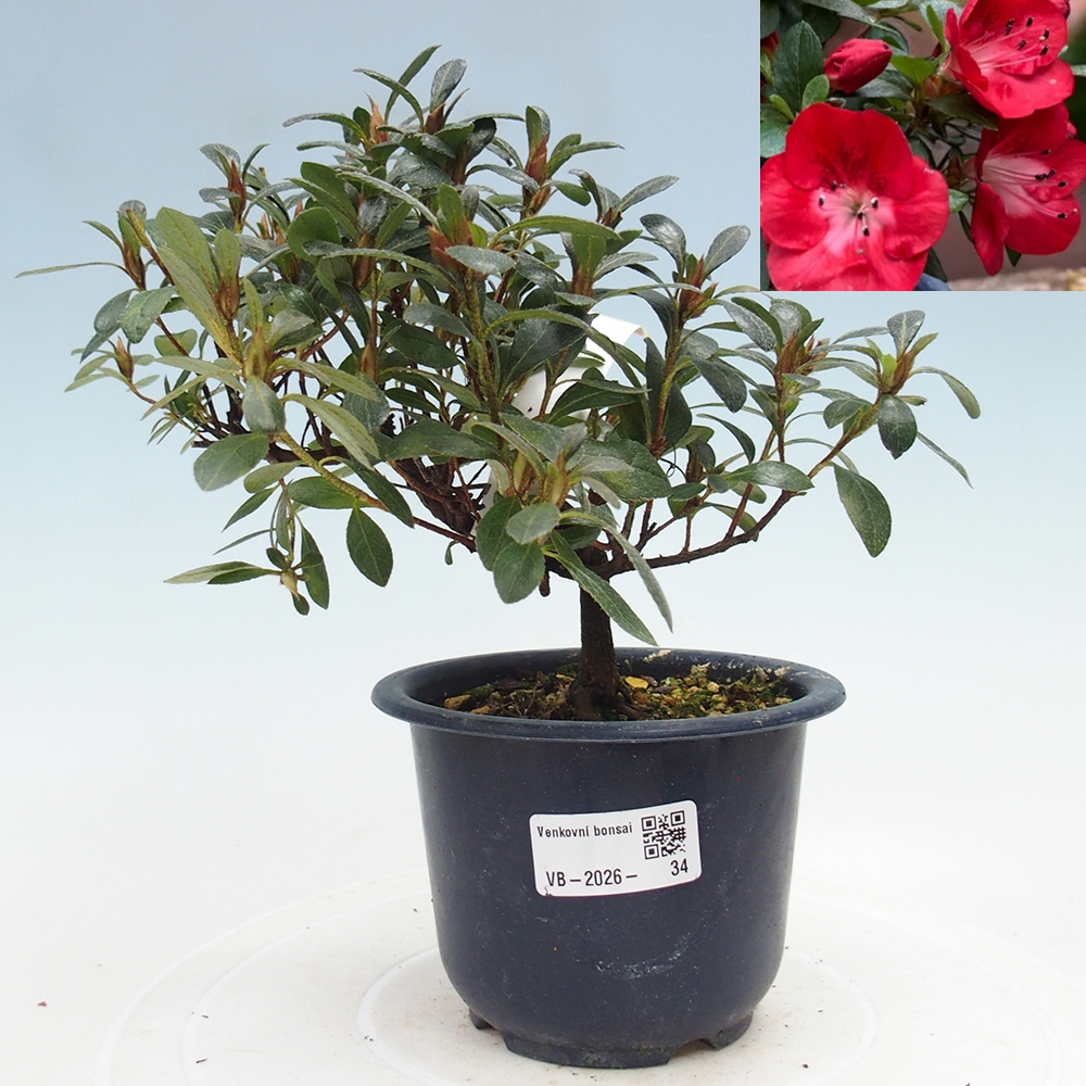 Bonsaï d'extérieur - Azalée japonaise - Azalea Benibeni