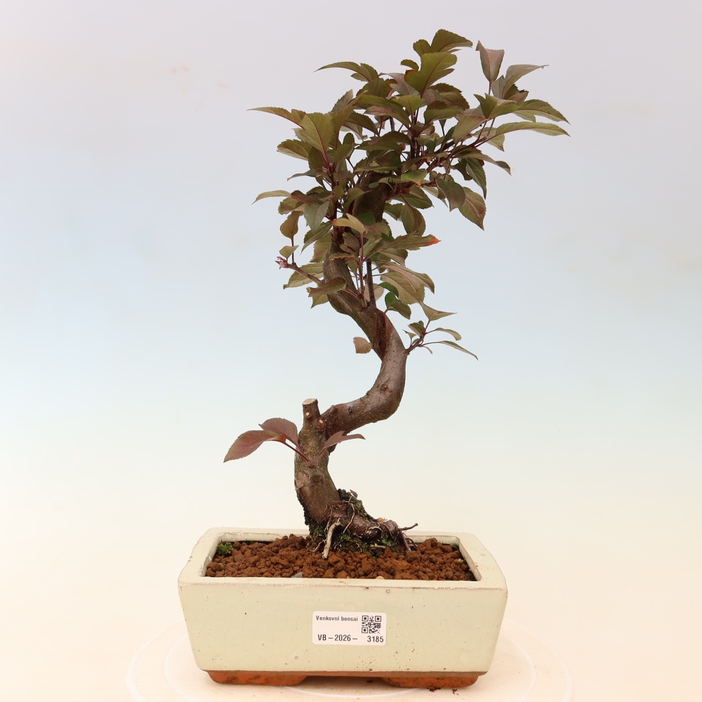 Bonsaï d'extérieur -Malus domestica - Pommier à petits fruits et à feuilles rouges