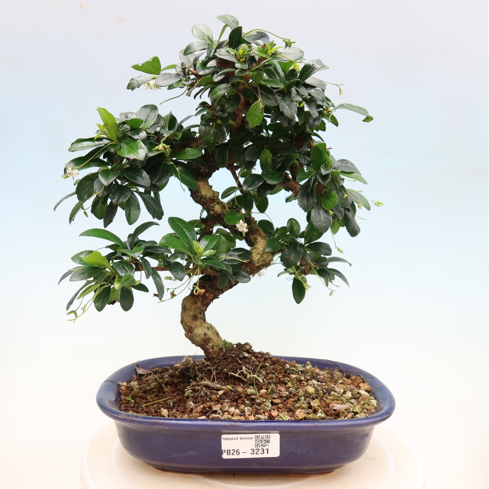 Bonsaï de chambre - Carmona macrophylla - Tea fuki