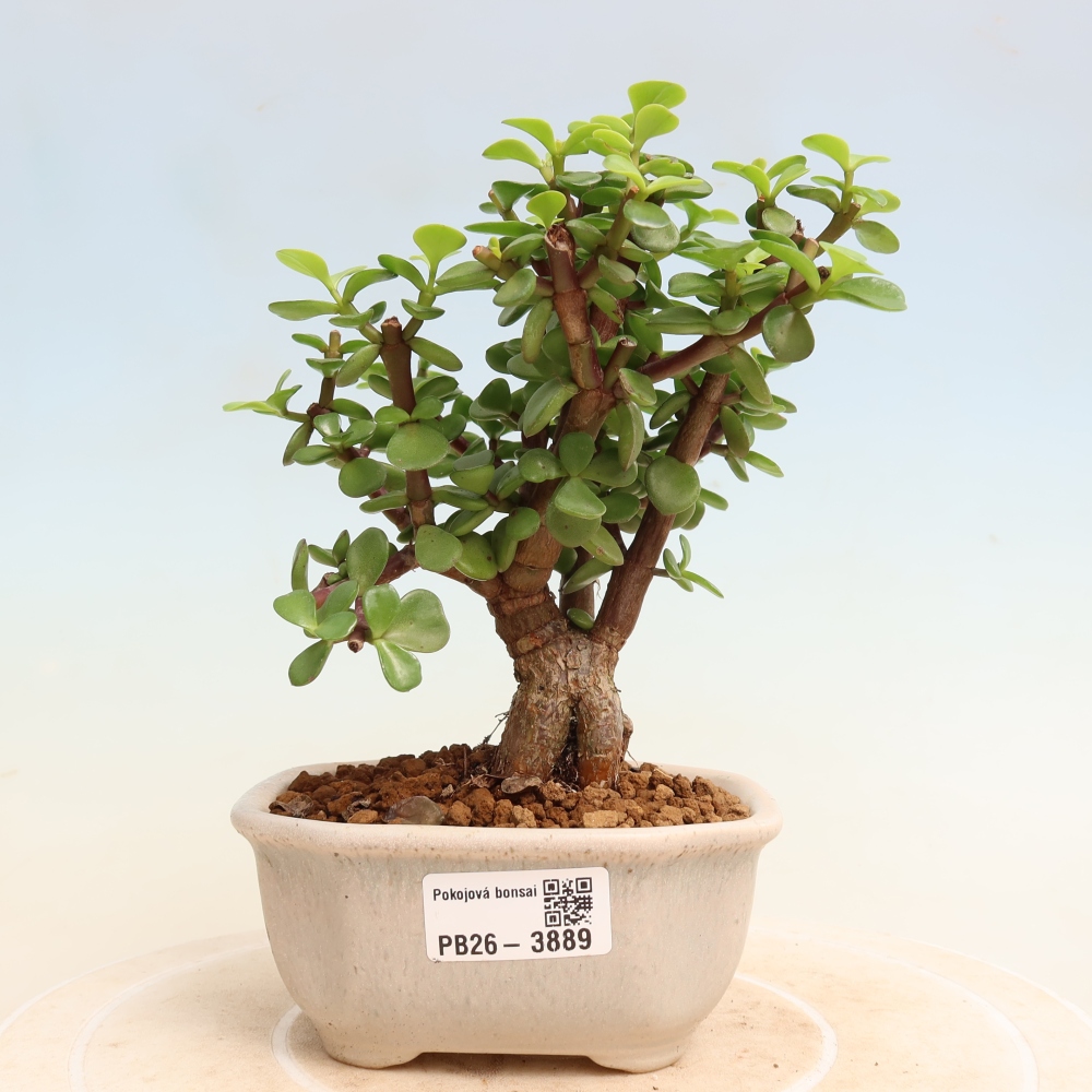 Bonsaï de chambre - Portulakaria Afra - Tlustice