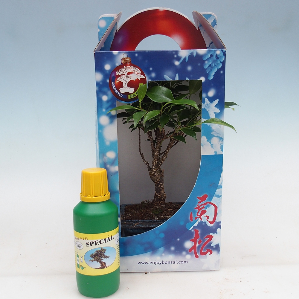 Bonsaï de chambre en boîte cadeau Ficus retusa - Ficus à petites feuilles