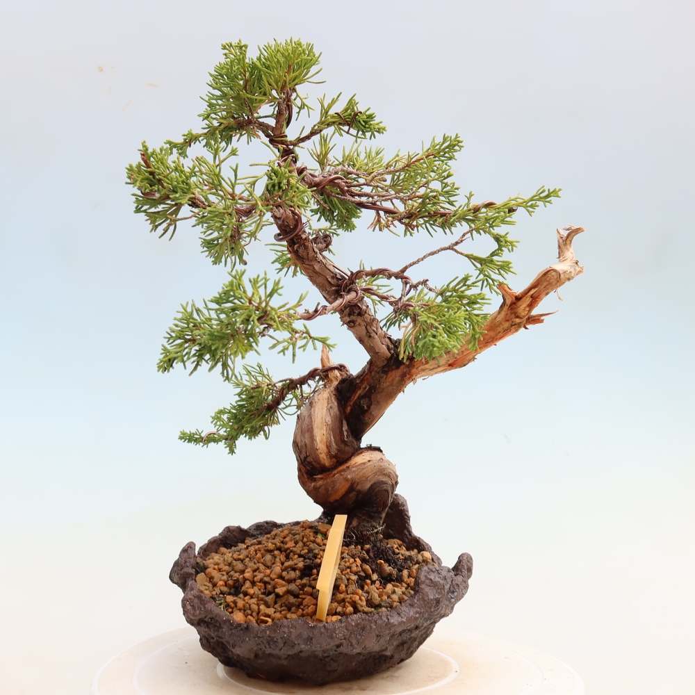 Bonsaï d'extérieur - Juniperus chinensis Itoigawa-Juniperus chinensis