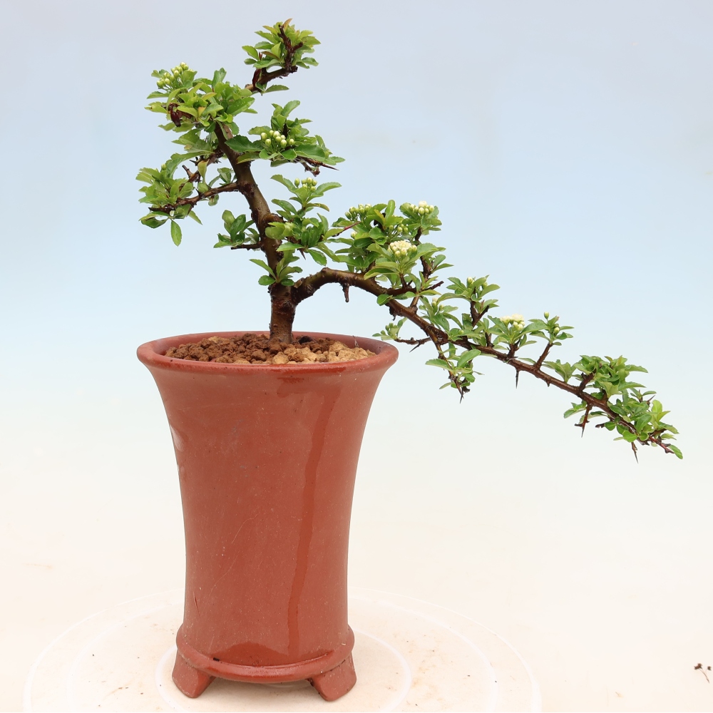 Bonsaï d'extérieur - Pyracantha teton - Pyracantha écarlate
