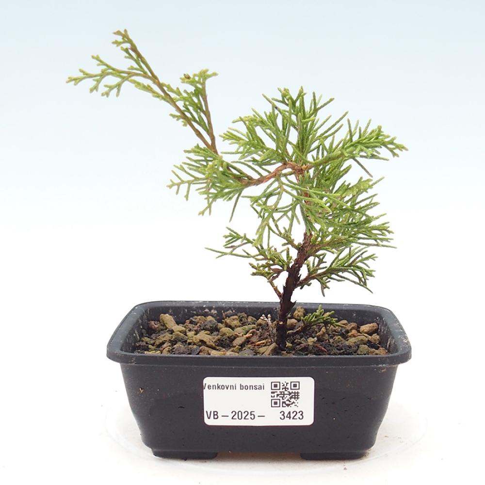 Bonsaï d'extérieur - Juniperus chinensis Itoigawa