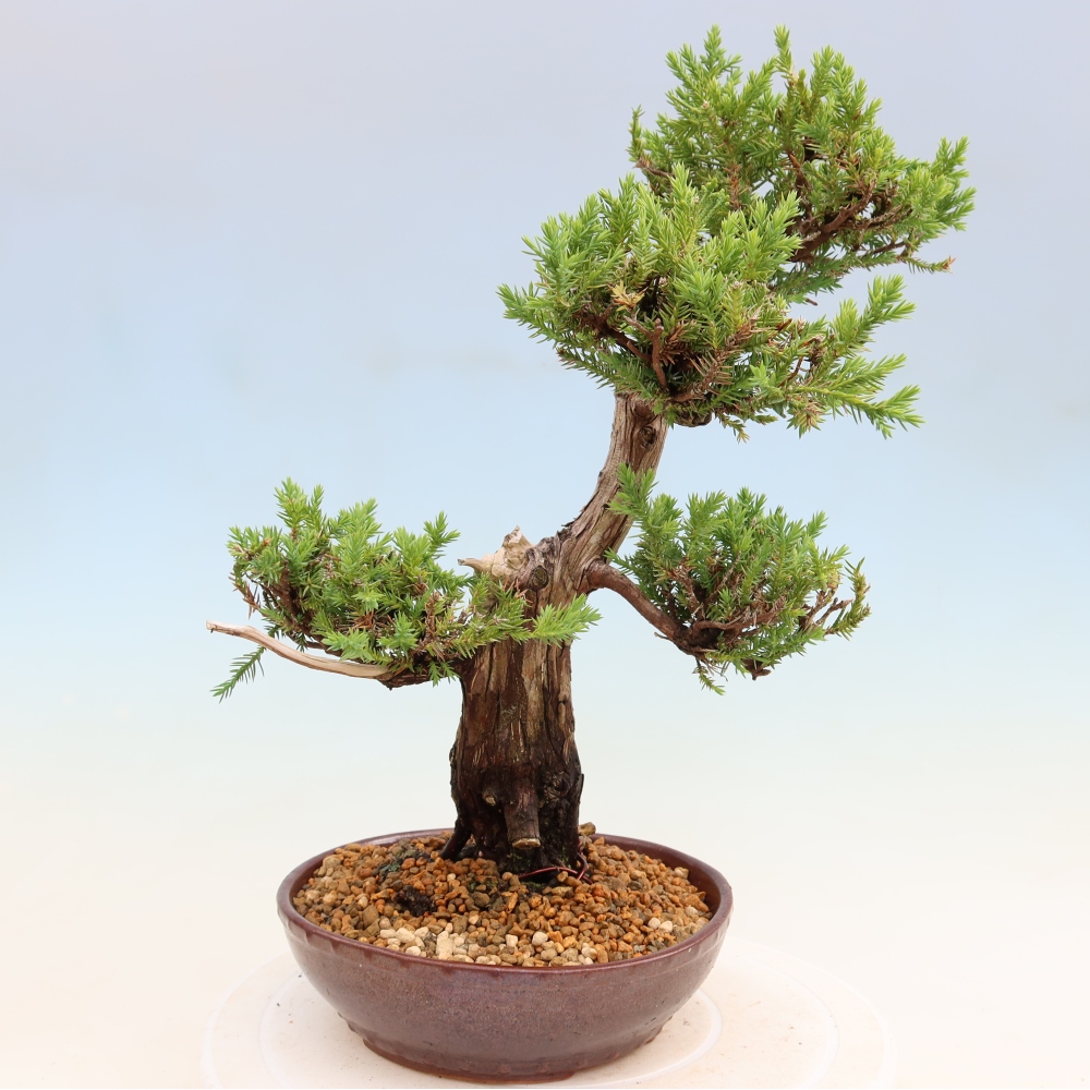 Bonsaï d'extérieur - Juniperus squamata – Genévrier écailleux