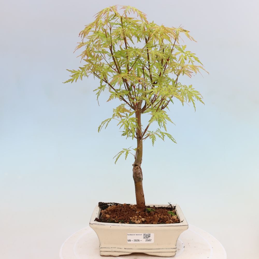 Bonsaï d'extérieur - Acer palmatum Dissectum