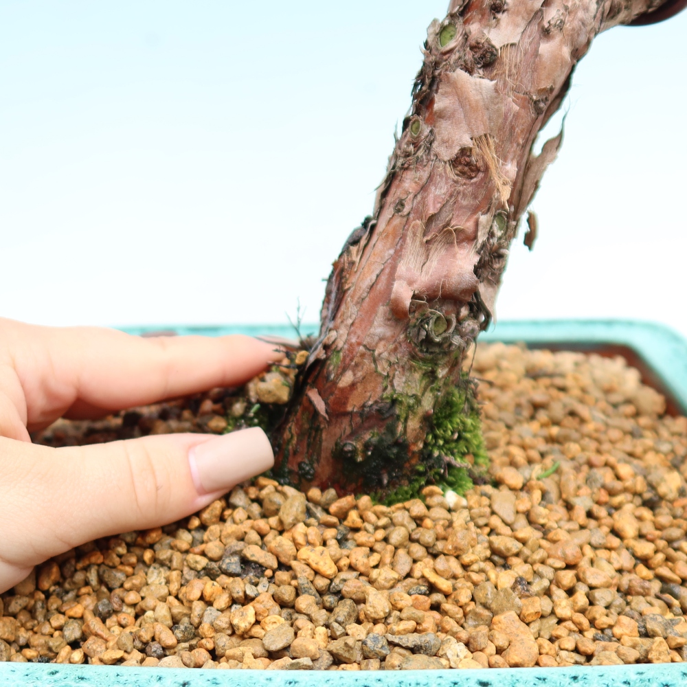 Bonsaï d'extérieur - Juniperus chinensis Kishu