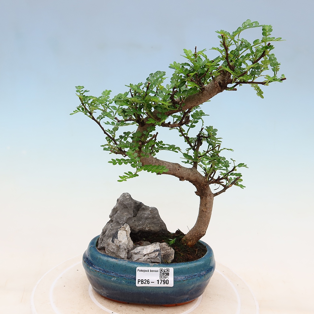 Salle bonsaï - Zantoxylum piperitum - arbre à poivre