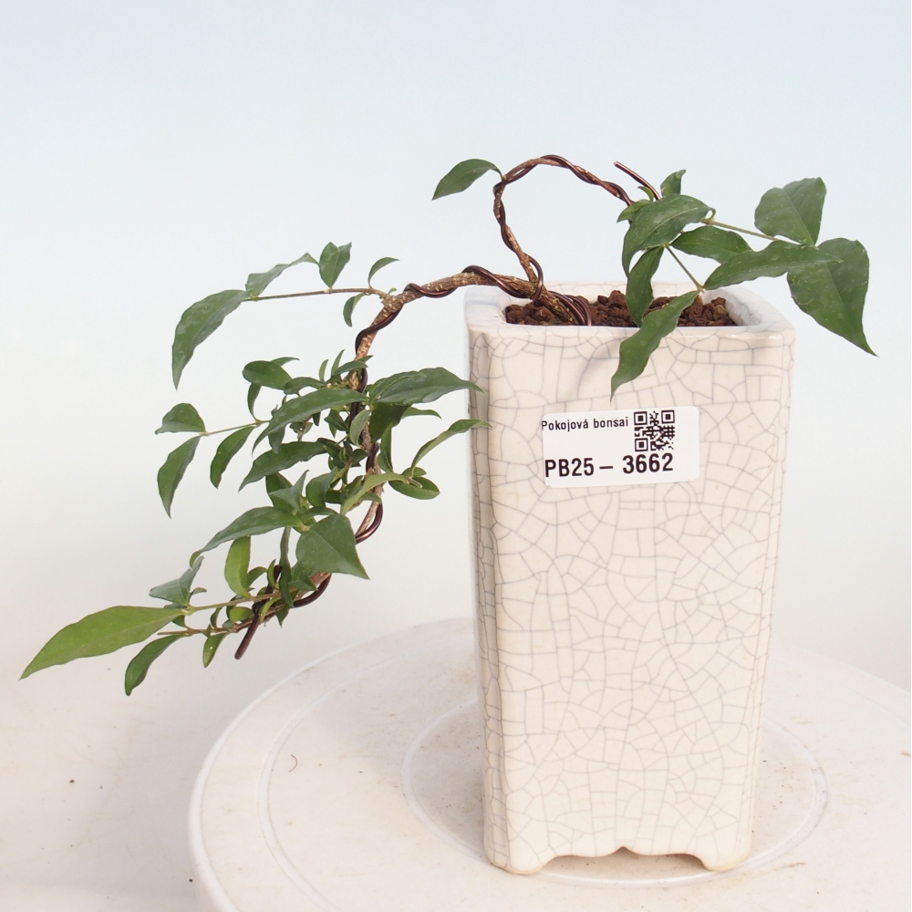 Salle bonsaï - Malpighia coccigera- Barbdor Cherry