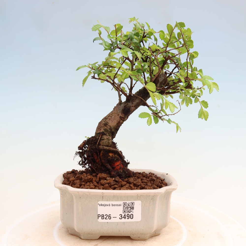 Bonsaï de chambre - Ulmus parvifolia - Orme à petites feuilles