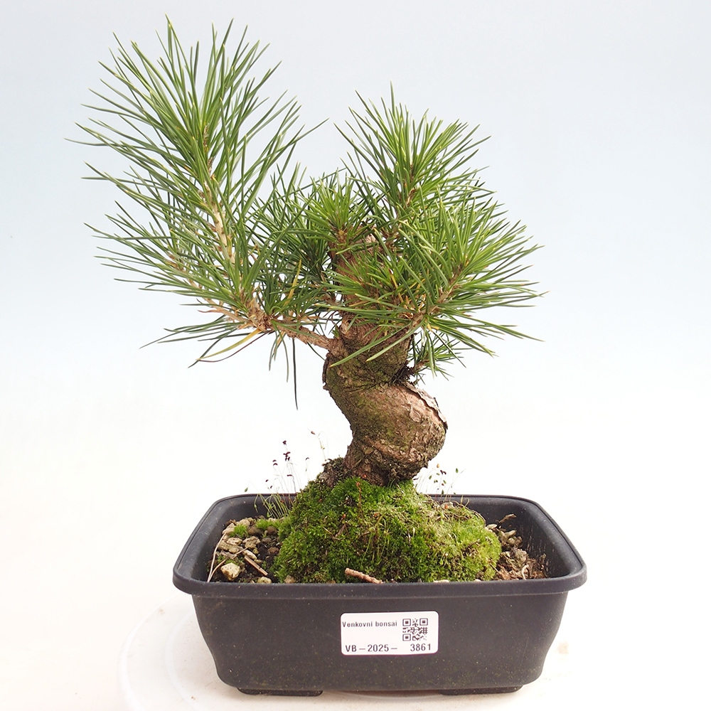 Bonsaï d'extérieur - Pinus thunbergii - Pin de Thunberg